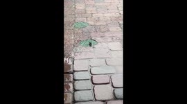 Louisiana Toad Rescued From Drain Cover