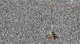 Canadian dad discovers massive grasshopper while jogging in Florida