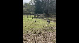 Aussie and Rooster Have Beef