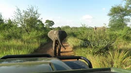 Baby elephant tries to spook safari tour group with tiny trumpeting charge