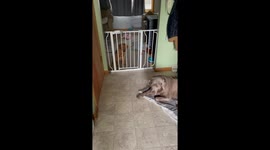 Hoarse Puppy Loses Her Voice