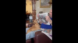 Needy Dog Blocks Newspaper Reading