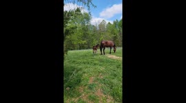 Thoroughbred Mare Double Barreled Kicks