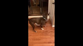 Dog Requests Specific Bed