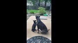 Cat Gives Dog A Neck Massage