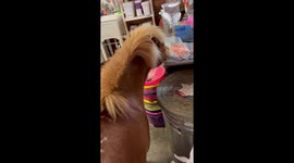 Pony Causes Chaos for Carrots