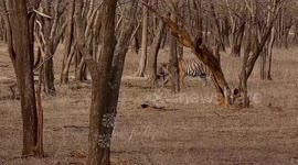 Queen of Ranthambore’s epic sequence of stalk-chase-kill-drag-eat wild boar