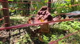Another bunga bangkai ( Amorphophallus Titanum ) bloom in the yard... Suweg ( Amorphophallus Paeoniifolius )