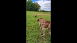 Old Remi Cautiously Approaches Decoy Turkey