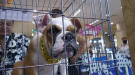 English bulldog pup playing and children with rabbits and guinea pigs