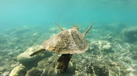 A turtle swimming peacefully in the lagoon of Étang-Salé les Bains in Réunion