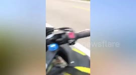 Kind driver rescues injured fishing cat struck by car in Thailand