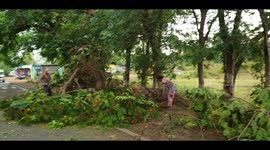 Heavy rains brings down huge tree,  Roads Blocked Due To Heavy Rain In India