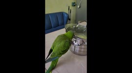 Cheeky parrot figures out how to lift saucepan lid in order to taste owner's food