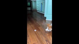 Frosty frenzy: Pancake the playful pup's ice cube adventure!