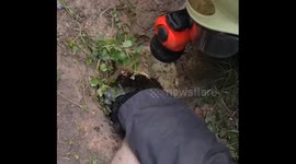 Duckling rescue operation in Moscow: four little ones safely reunited with parents