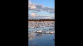 Caribou On A Cruise