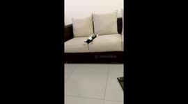 Lazy Cat Lays on Its Back