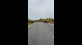 Twin Moose Calves Cross Road