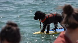 Surfers Against Sewage event, supplementary footage - 20th May 2023 - dog on a surfboard, local media photographers taking pictures.