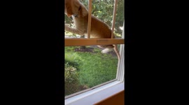 Poor Meatball Falls Out Of The Window