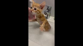 Kitten Gets His First Bath