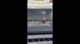 Slimy Snail Stowaway