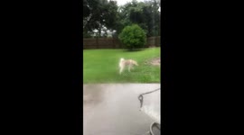 Pet dog playing in the rain races inside after lightning strikes nearby in Florida