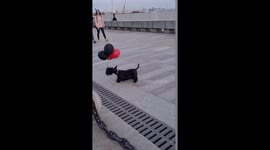 Playful pup's balloon bonanza: a chasing adventure in St. Petersburg