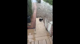 Pug Puppy Experiences Rain for the First Time