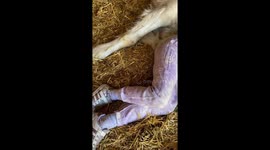 Girl and Horse Take an Adorable Nap Together