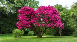 Drone Captures Footage Of Beautiful Rh0dodendron Tree