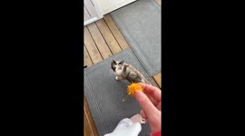 Kitty Has A Car Accident