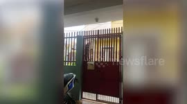 Clever pet cat climbs up gate to enter family home