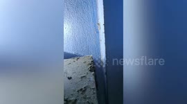 Trapped kitten covered in glue from wooden rafters is rescued and cleaned up