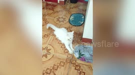 Amusing pet cat throws tantrums when confronted by owner