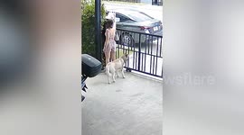 Clumsy pet owner trips over dog retrieving ordered food… only for her friend to rescue lunch first