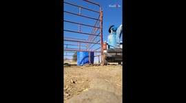 Cowboy can't even get the simplest thing right on a rowdy day at ranch