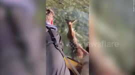 Three scallop divers rescued a young deer drowning in a harbour by pulling it out by its antlers