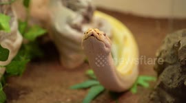 Widow overcomes lifelong phobia of snakes - by adopting 9ft Burmese python