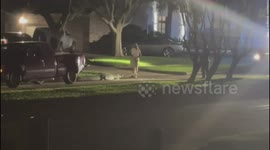11-foot alligator rescued on Texas residential road after being spotted by locals