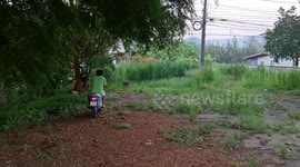 Thai forest rangers assist wild Asian elephant back into forest after he wanders into village