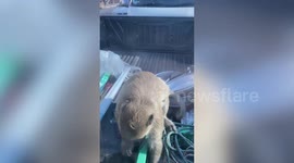 Cheeky monkey climbs on back of pickup truck stuck in traffic and searches for food