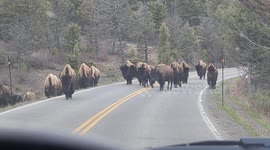 Bison herd blocks cars while strolling along national park road in Wyoming