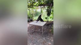 Two fierce Godzilla-like monitor lizards bodylock each other in tight hug during fight