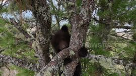 Orphaned bear cub rescued by fearless officials after spending days stuck up tree in Russian village