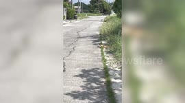 Cute pet dog brings home trash as gifts to bribe owner while playing outside without permission