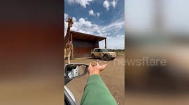 Gentle giraffe eats snacks from woman's hand at safari park in England
