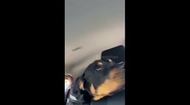 Confronting fear: emotional encounter as boy resists dog's affection