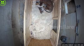 Adorable video shows rare newborn Sumatran tiger taking its first steps